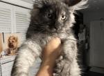 Hugo - Maine Coon Cat For Sale - Hollywood&comma; FL&comma; US