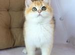 Kiwi - British Shorthair Cat For Sale - Wheeling&comma; IL&comma; US