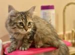 Gatchina CFA certified - Siberian Cat For Sale - Ashburn&comma; VA&comma; US