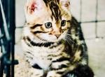 KIMCHI - Bengal Cat For Sale - Brooklyn Park&comma; MN&comma; US