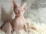 Wrinkle - Sphynx Cat For Sale - Brooklyn&comma; NY&comma; US