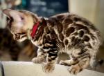 BANHMI Xmas Special - Bengal Cat For Sale - Brooklyn Park&comma; MN&comma; US