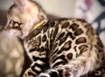 TOFU - Bengal Cat For Sale - Brooklyn Park&comma; MN&comma; US