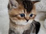 Fendi - British Shorthair Cat For Sale - Grand Rapids&comma; MI&comma; US