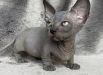 Evie - Bambino Cat For Sale - Pembroke Pines&comma; FL&comma; US