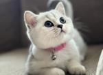 Kittenss - British Shorthair Cat For Sale - Philadelphia&comma; PA&comma; US