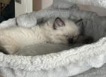 Exceptional Chocolate Point  Purr Machine  M - Ragdoll Cat For Sale - Central Nyack&comma; NY&comma; US