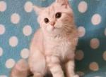Cream Andrew plushy scottish straight boy - Scottish Straight Cat For Sale - Houston&comma; TX&comma; US