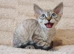 Marry - Devon Rex Cat For Sale - Brooklyn&comma; NY&comma; US