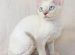 Blair - Devon Rex Cat For Sale - Brooklyn&comma; NY&comma; US