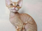 Griffin - Devon Rex Cat For Sale - Brooklyn&comma; NY&comma; US