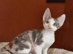 Adina - Devon Rex Cat For Sale - Brooklyn&comma; NY&comma; US
