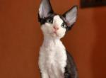 Chaim - Devon Rex Cat For Sale - Brooklyn&comma; NY&comma; US
