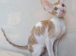 Spotty - Cornish Rex Cat For Sale - Brooklyn&comma; NY&comma; US