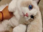 tristen - Ragdoll Cat For Sale - Los Angeles&comma; CA&comma; US
