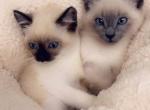 Seal point available - Siamese Cat For Sale - Vancouver&comma; WA&comma; US
