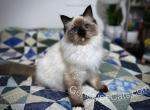 Chizuru - Ragdoll Cat For Sale - Tuscaloosa&comma; AL&comma; US