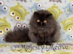 Noir - Persian Cat For Sale - Yucca Valley&comma; CA&comma; US