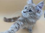 Ace - Maine Coon Cat For Sale - Brighton&comma; CO&comma; US