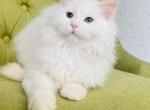 Ginger - Maine Coon Cat For Sale - Grayslake&comma; IL&comma; US