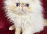 Puffs boy - Himalayan Cat For Sale - Warminster&comma; PA&comma; US