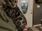 F3 Glitter Bengal pink collar - Bengal Cat For Sale - Litchfield&comma; IL&comma; US