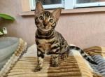 Yuumi - Bengal Cat For Sale - Miami&comma; FL&comma; US