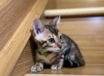 Bengal beauties - Bengal Cat For Sale - Denver&comma; CO&comma; US