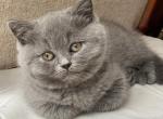 Bella - British Shorthair Cat For Sale - Vancouver&comma; WA&comma; US