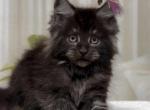 Ronald - Maine Coon Cat For Sale - Brighton&comma; CO&comma; US