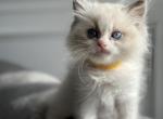 Fluffy Yellow - Ragdoll Cat For Sale - NC&comma; US