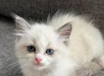 Fluffy grey - Ragdoll Cat For Sale - NC&comma; US