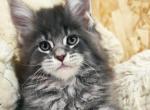Bonbon - Maine Coon Cat For Sale - Hollywood&comma; FL&comma; US