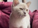 Fantozzi - Burmese Cat For Sale - Miami&comma; FL&comma; US