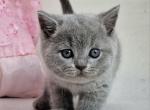 Haja - British Shorthair Cat For Sale - Miami&comma; FL&comma; US