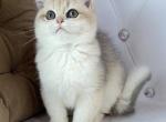 Female golden blue shaded ay12 - British Shorthair Cat For Sale - Wheeling&comma; IL&comma; US