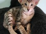 Frederick - Oriental Cat For Sale - Pembroke Pines&comma; FL&comma; US