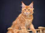 Exclusive - Maine Coon Cat For Sale - Miami&comma; FL&comma; US