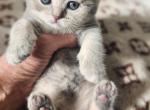 Louie V - Scottish Fold Cat For Sale - Grand Rapids&comma; MI&comma; US