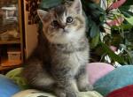 Scott 8 - Scottish Straight Cat For Sale - New York&comma; NY&comma; US