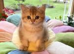 Scott girl 1 - Scottish Straight Cat For Sale - Brooklyn&comma; NY&comma; US