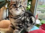 Scott 11 - Scottish Straight Cat For Sale - New York&comma; NY&comma; US