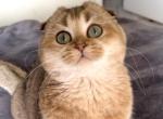 Wendy - Scottish Fold Cat For Sale - Los Angeles&comma; CA&comma; US