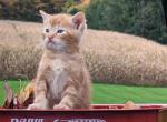 Tanner - Domestic Cat For Sale - Reading&comma; PA&comma; US