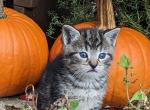 Tracy - Domestic Cat For Sale - Reading&comma; PA&comma; US