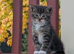 Talia - Domestic Cat For Sale - Reading&comma; PA&comma; US