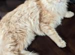 Elyse - Maine Coon Cat For Sale/Retired Breeding - Staten Island&comma; NY&comma; US