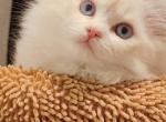 rebecca - Ragdoll Cat For Sale - Los Angeles&comma; CA&comma; US