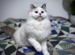 Eiko - Ragdoll Cat For Sale - Tuscaloosa&comma; AL&comma; US