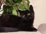 Stripe - British Shorthair Cat For Sale - Copperas Cove&comma; TX&comma; US